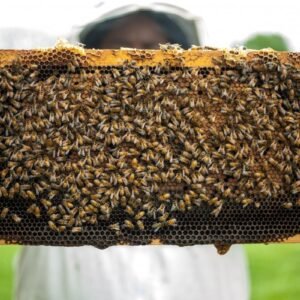 Panal de abejas con muchas abejas y miel escurriendo del Mayab